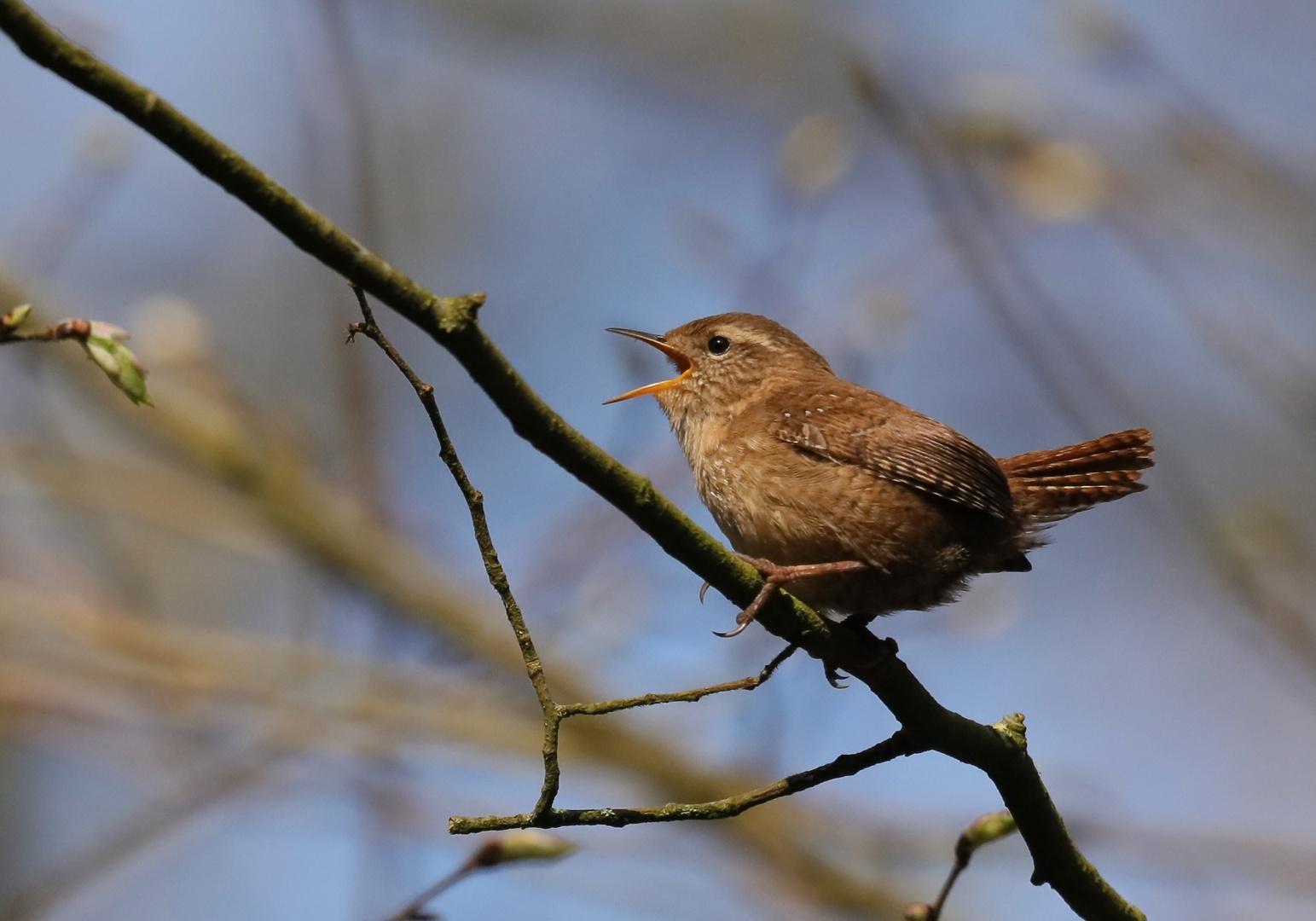 Wren