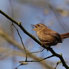 Wren