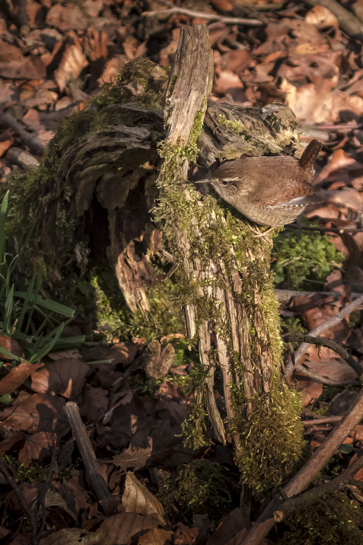 Wren