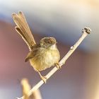 Wren bird