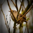 Wren