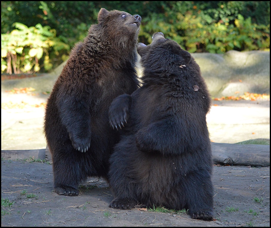 Wrestling a la Bärenbrüder