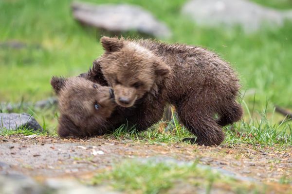 Wrestling brown bear cubs 