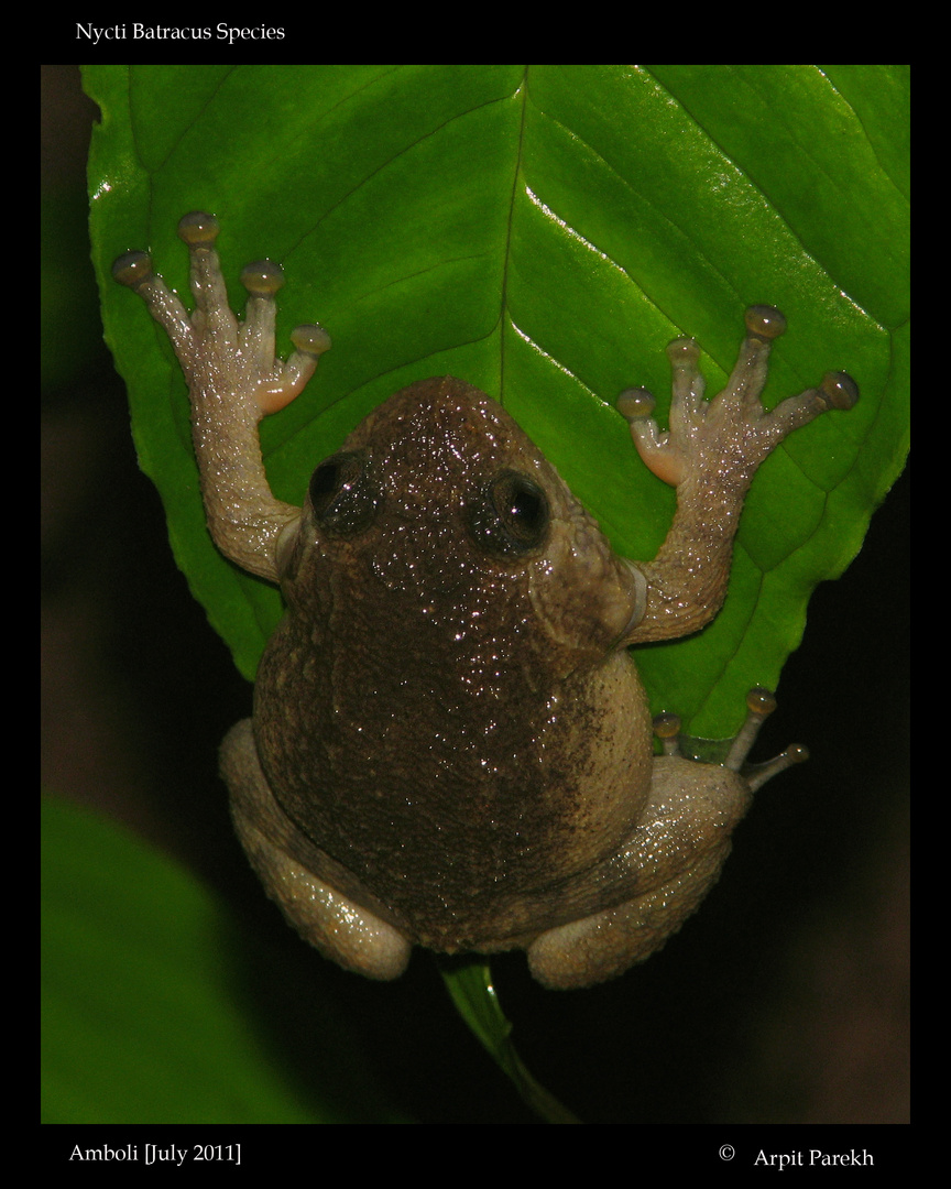 Wrinkled Frog