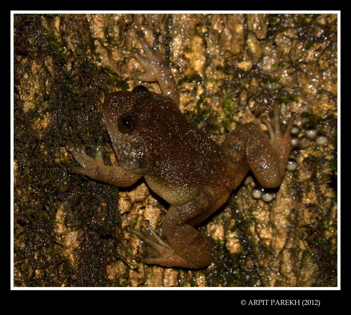 Wrinkled Frog (Nyctibatrachus Spc)