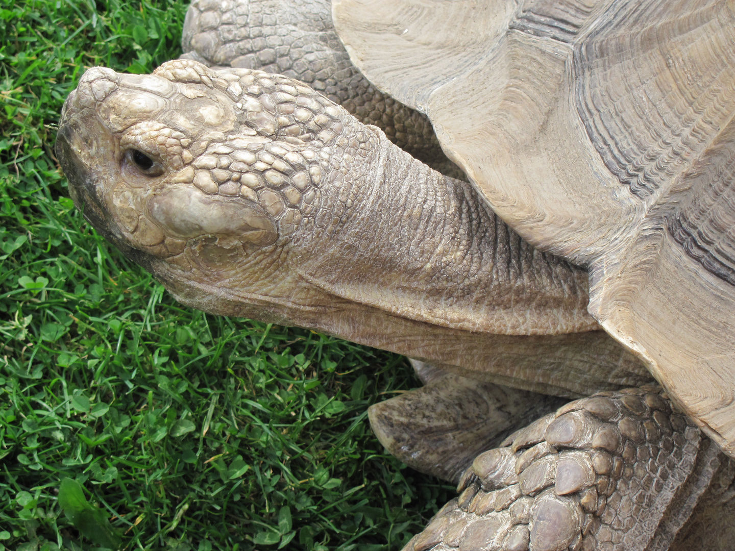 wrinkly tortoise