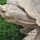 wrinkly tortoise