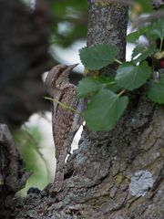 Wryneck 2