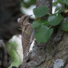 Wryneck 2