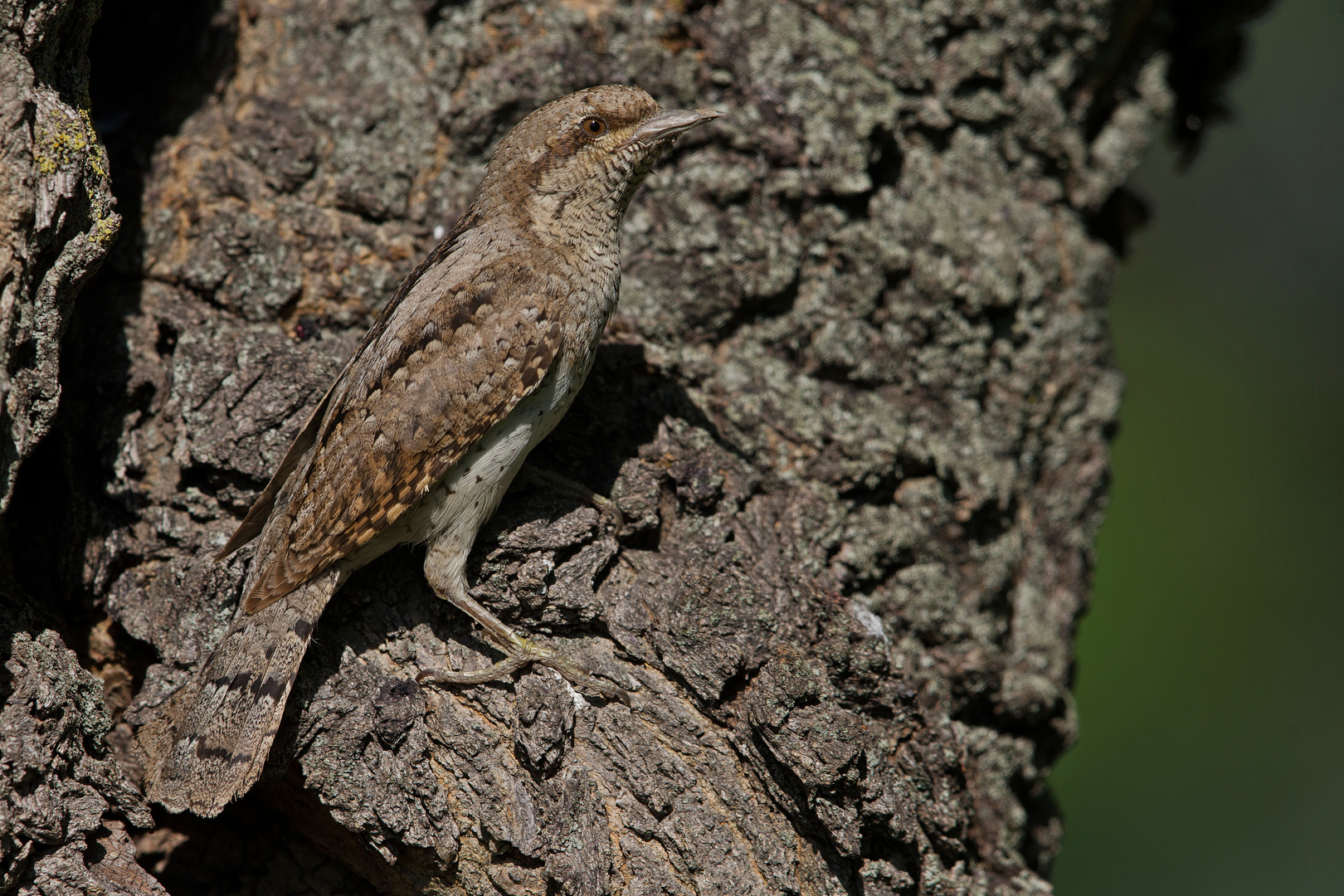 wryneck 3