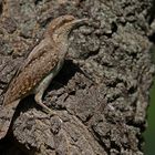 wryneck 3