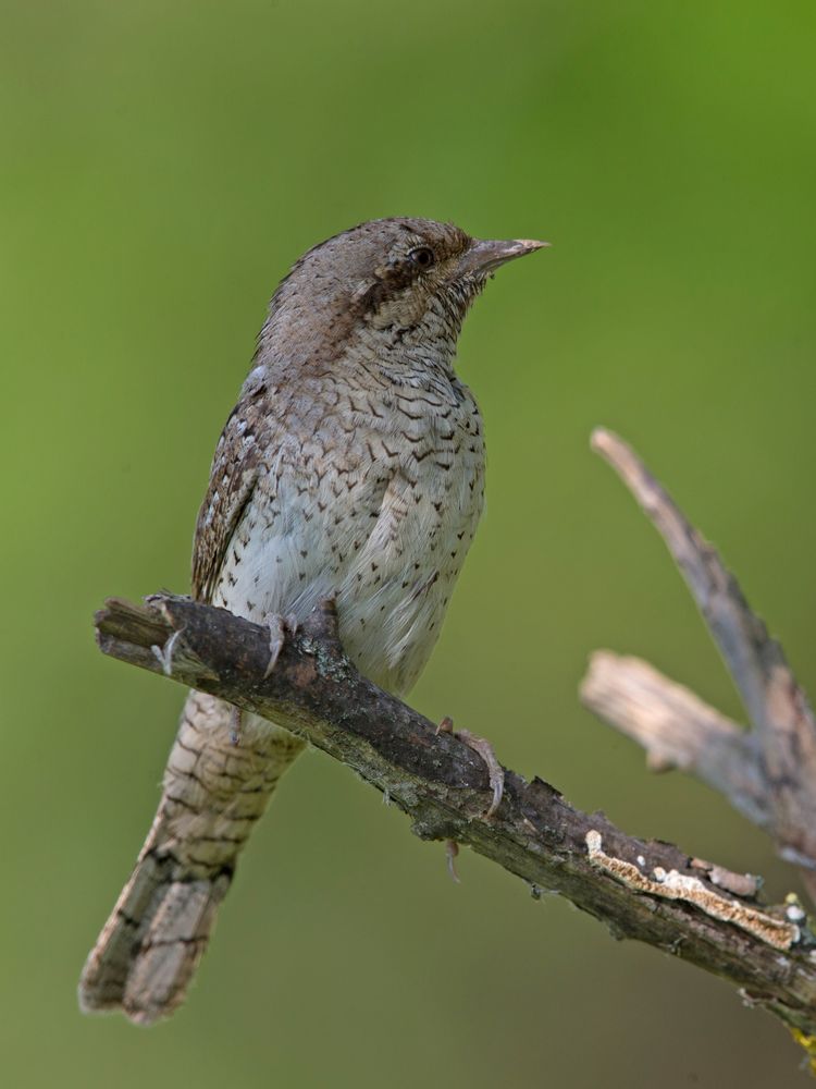 wryneck 4