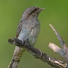 wryneck 4