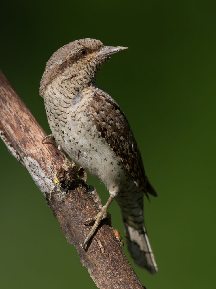 wryneck 5