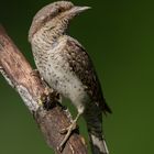 wryneck 5