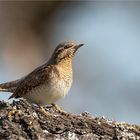 Wryneck