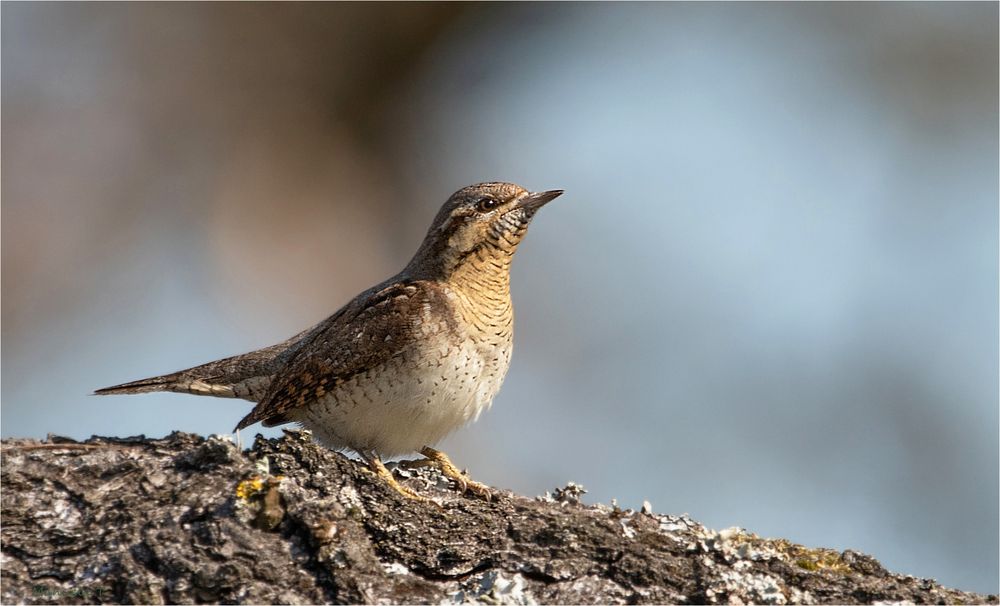 Wryneck