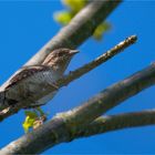 Wryneck