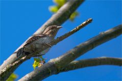 Wryneck