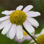 Wucherblume (Tanacetum coccineum)