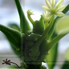 Wuchernde Pflanze in Fenstern