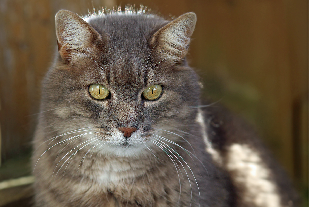 Wuckie der kleine Luchs 2 ;-) ...