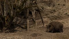 wühlendes Wildschwein