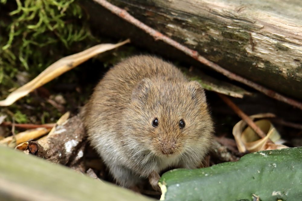 Wühlmaus Foto & Bild tiere, wildlife, säugetiere Bilder auf