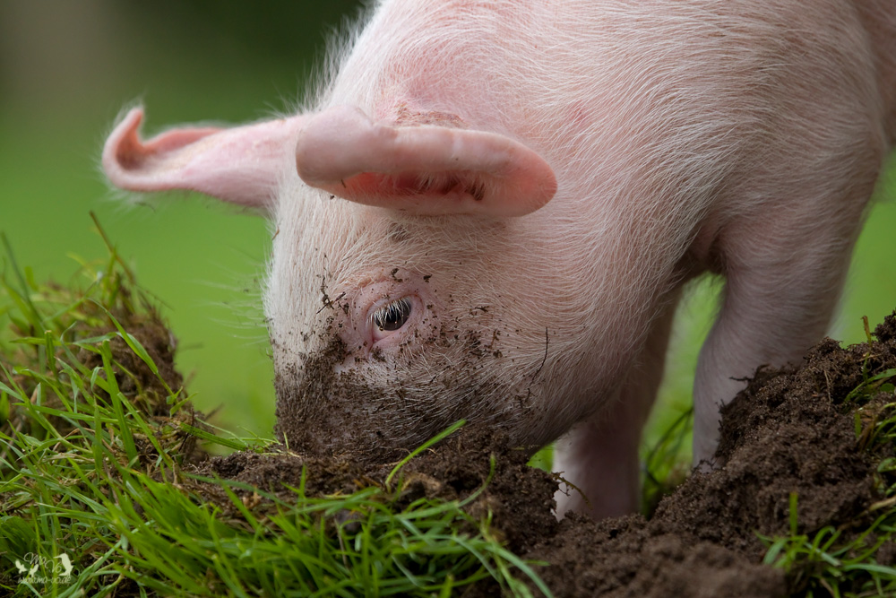 Wühlmaus ---ähm Schnitzel --- ääähm Schwein ;-))