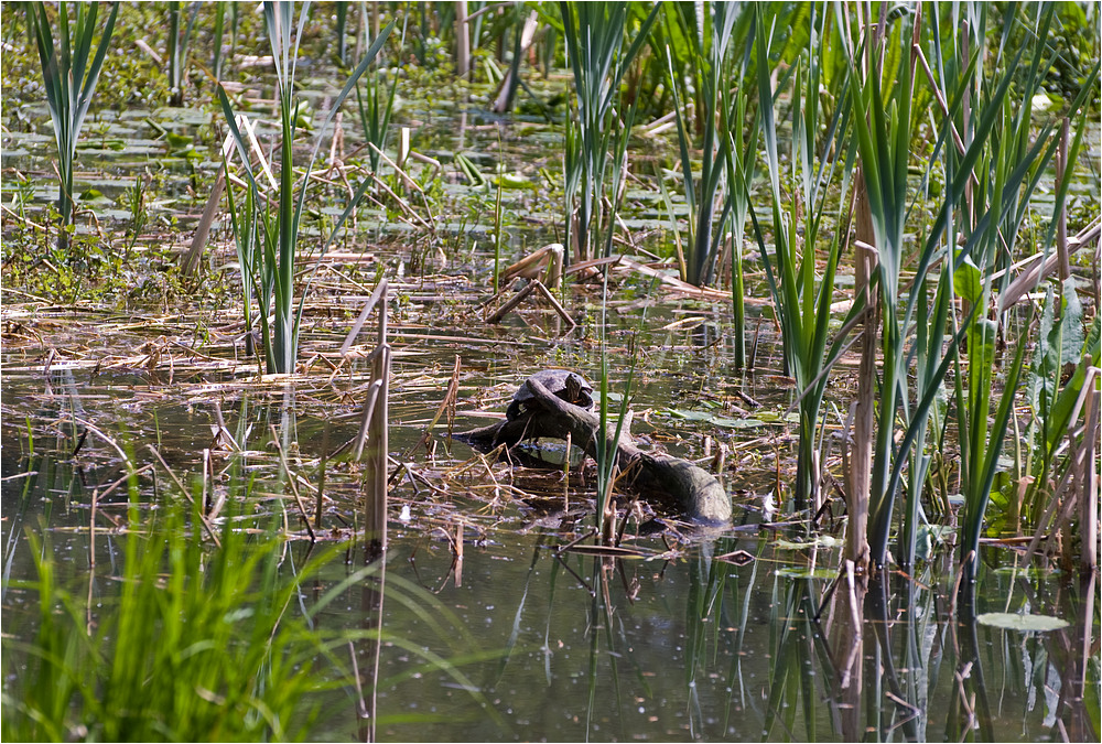 Wülfrather Wildlife