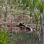 Wülfrather Wildlife