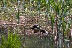 Wülfrather Wildlife