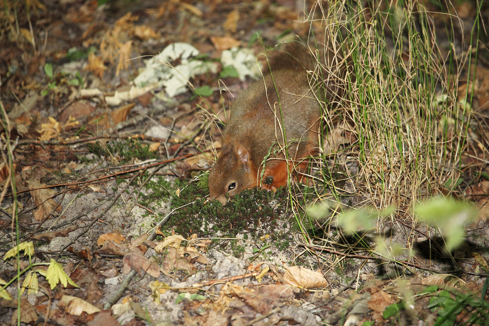 Wüllhörnchen