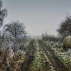 Wümmewiesen im Nebel