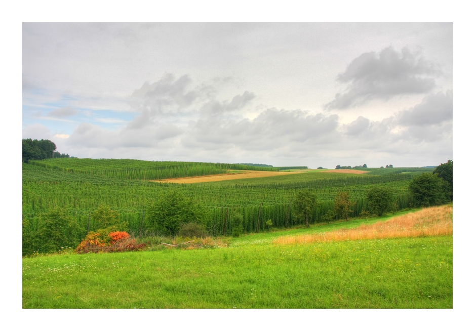 Wünderschöne Hopfenlandschaft