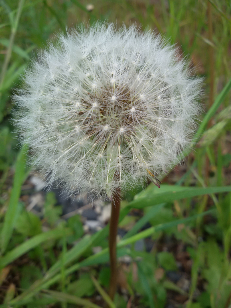 Wünsch dir was