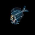 BLACKWATERDIVING