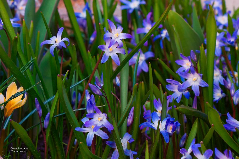 Wünsch Euch einen schönen Frühling!