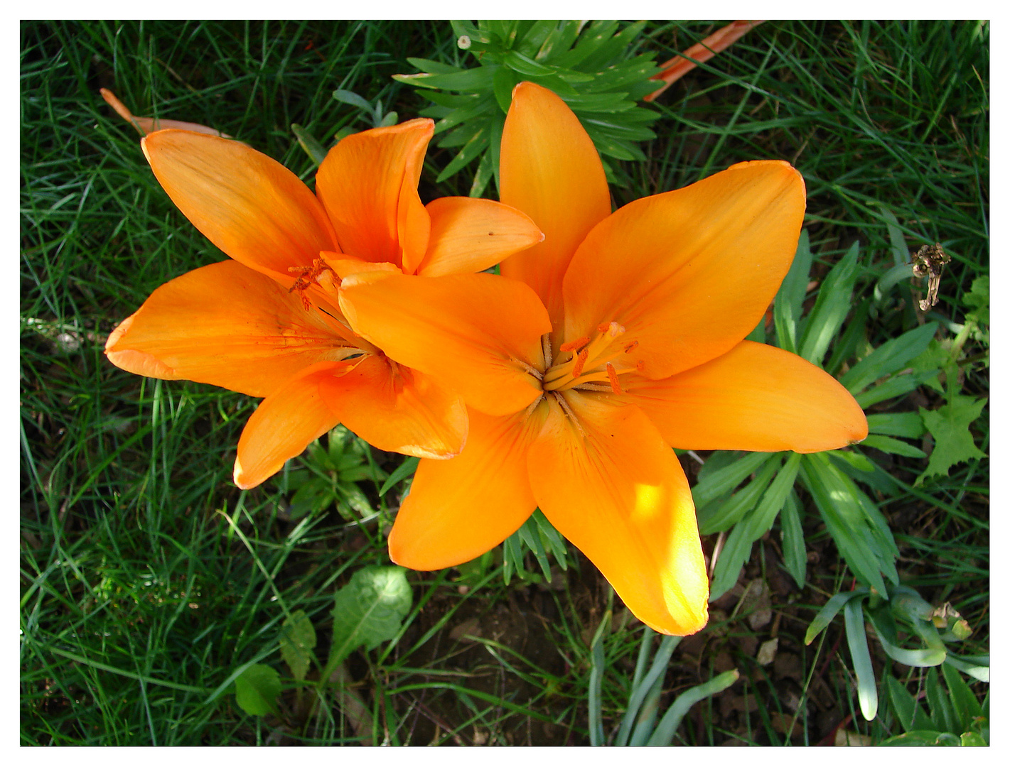 Wünsche allen die hier bei mir reinschauen - einen schönen sommerlichen sonntag