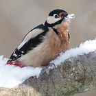 Wünsche allen ein frohes Fest und ein gutes Jahr 2013 mit oder ohne Schnee....