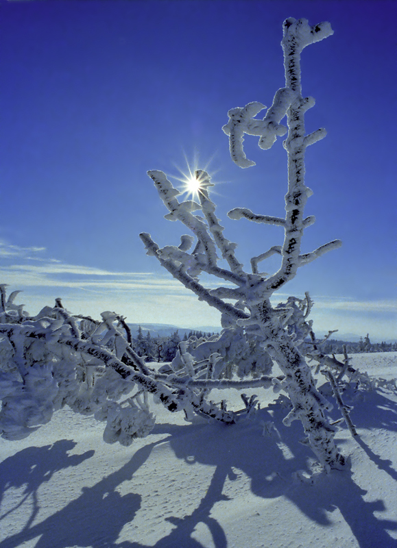 Wünsche allen ein sonniges,strahlendes neues Jahr 2010