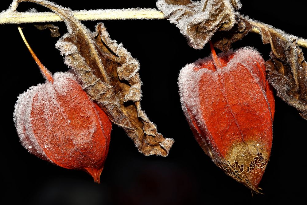 Wünsche allen einen schönen 2 Advent