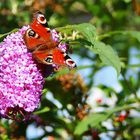 ....wünsche allen farbenfrohen Oktober!!!!