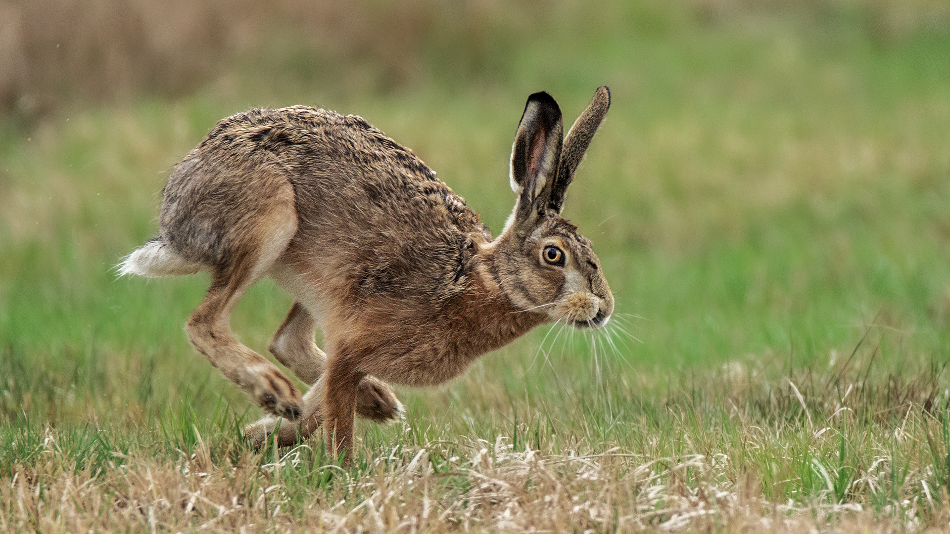 Wünsche allen FROHE OSTERN und bleibt gesund