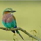 Wünsche allen Natur-und Wildlife-Fotobegeisterten ein tolles Jahr 2011.....