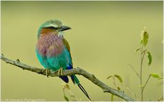 Wünsche allen Natur-und Wildlife-Fotobegeisterten ein tolles Jahr 2011.....