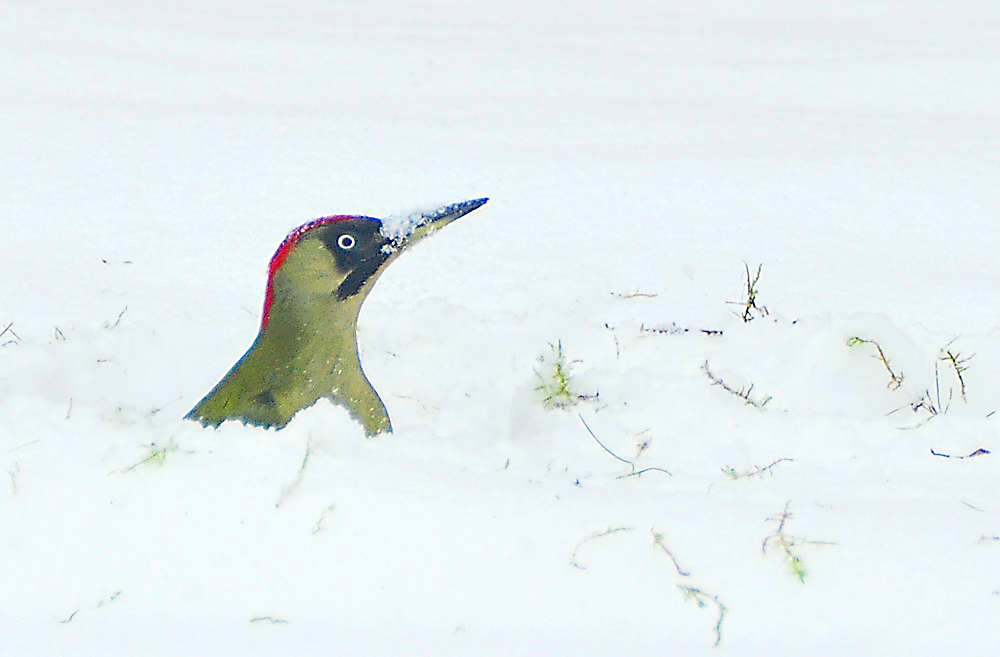 wünsche eine schöne winterliche Woche