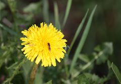 Wünsche eine sonnige Woche