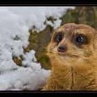 Wünsche Euch allen ein Frohes Fest