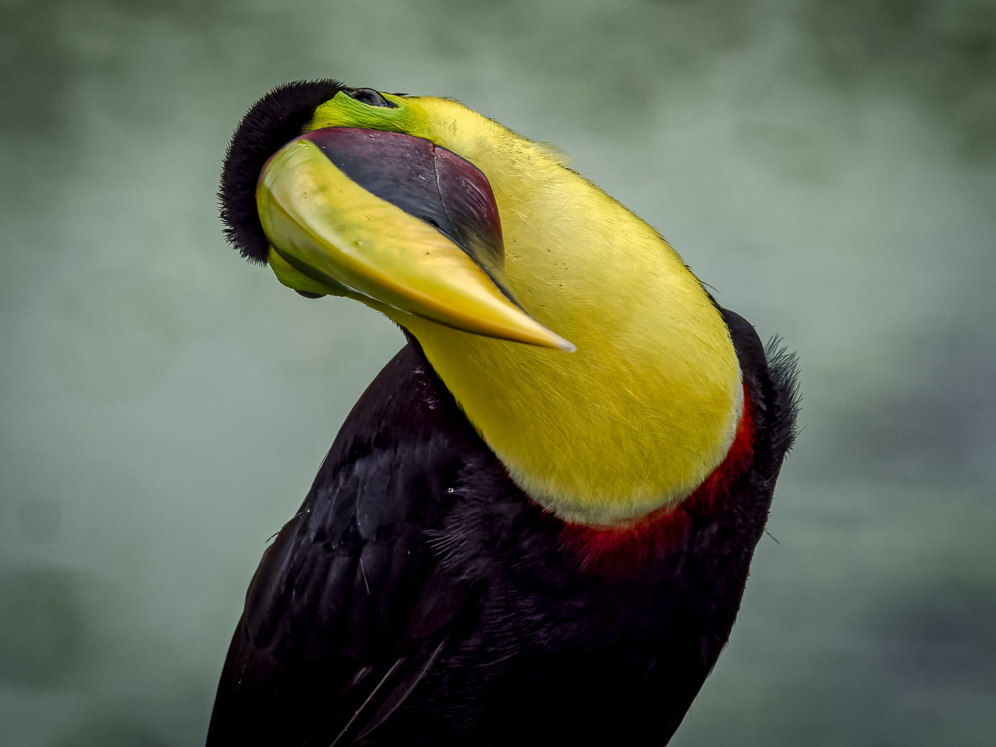 Wünsche euch ein frohes Fest! Foto & Bild natur, tiere, vögel Bilder